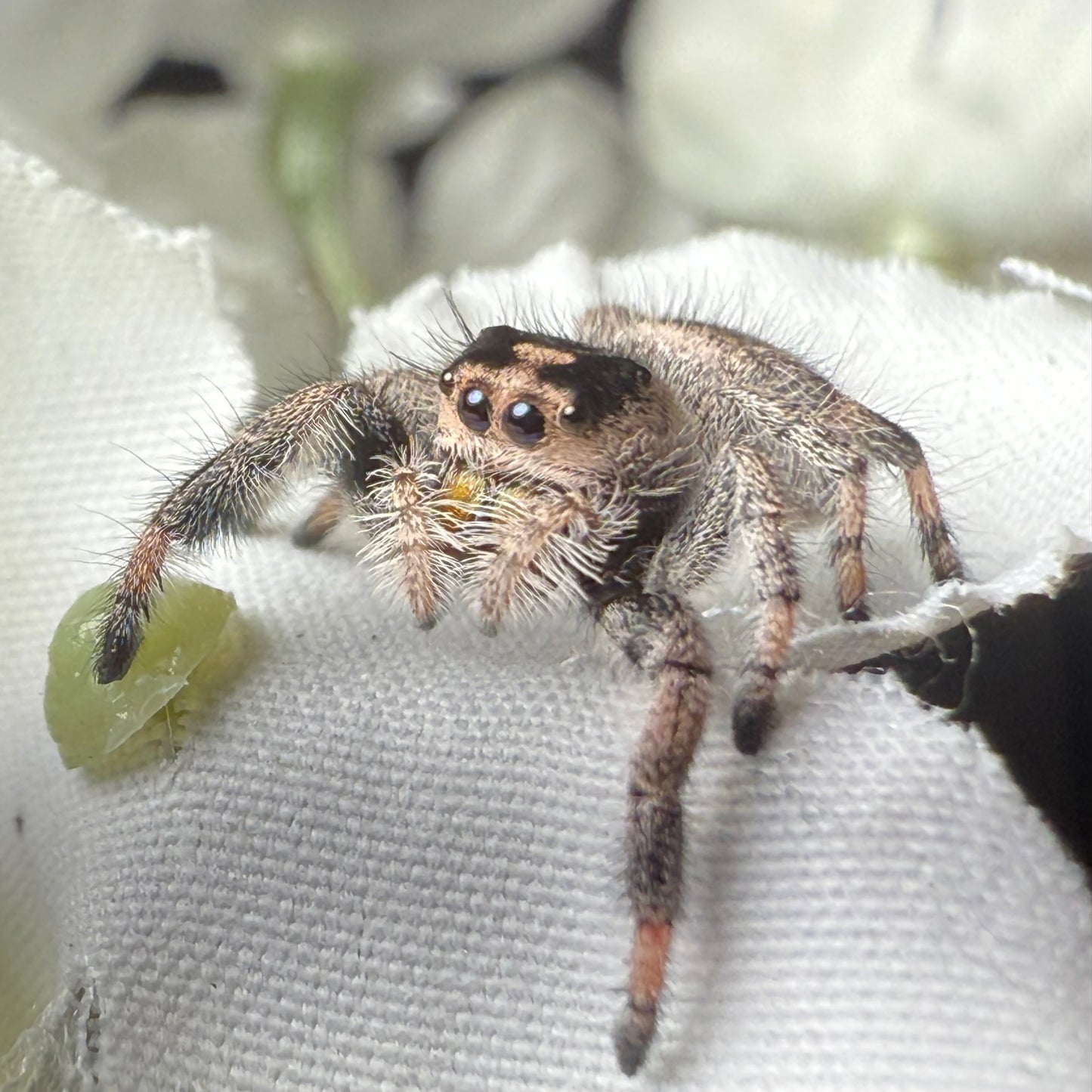 Tawny