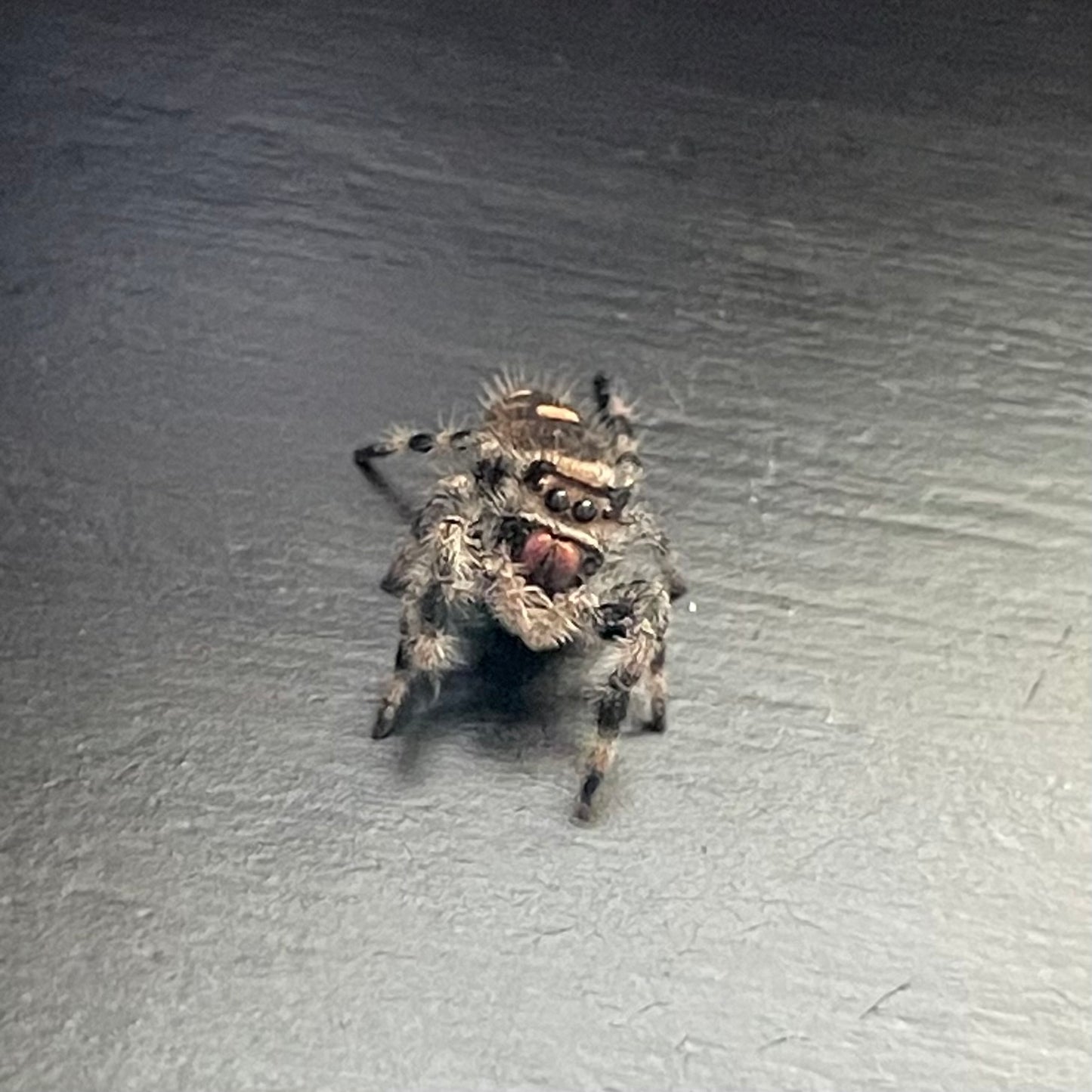 Female Regal Jumping Spider (Breeder’s pick)