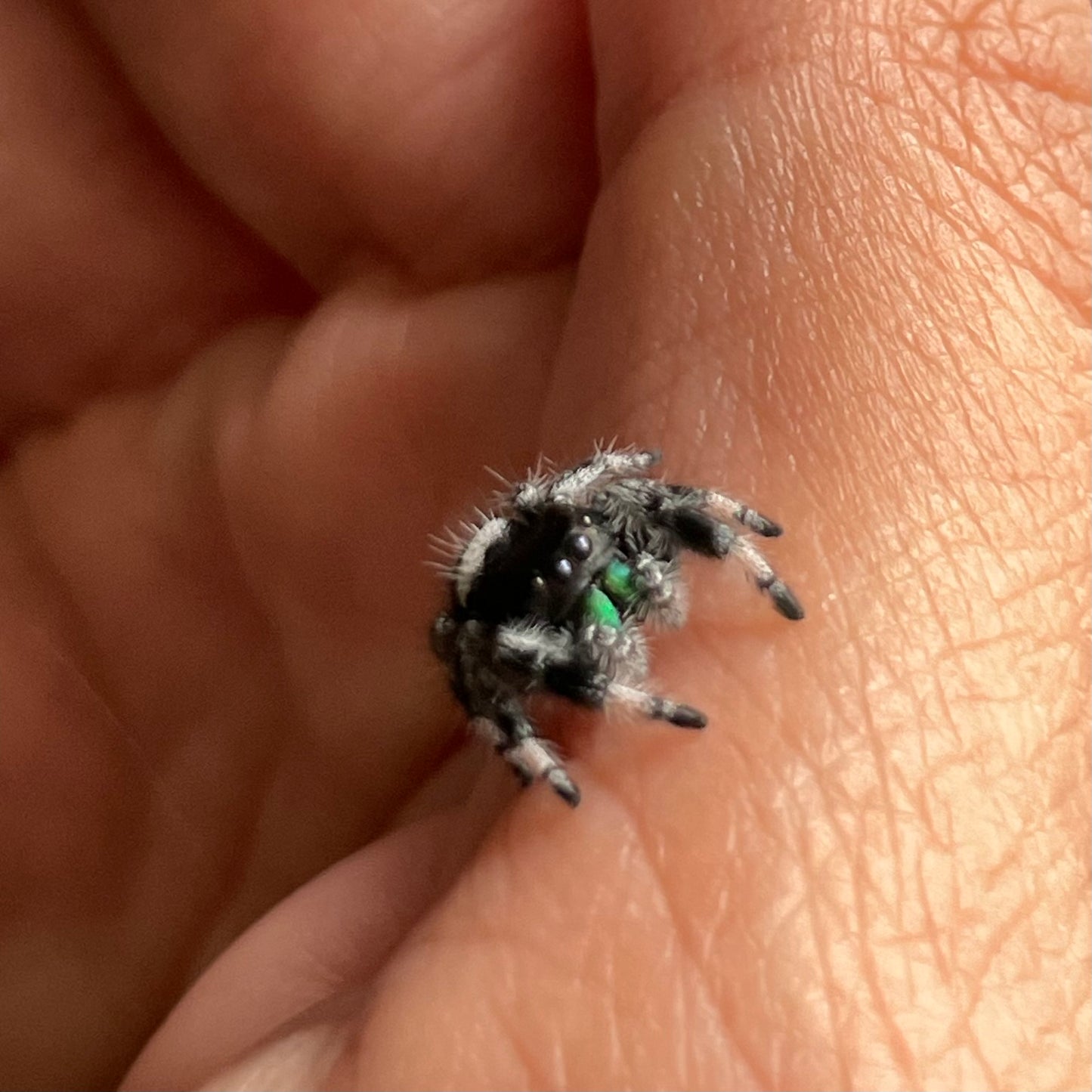 Male Regal Jumping Spider (Breeder’s pick)