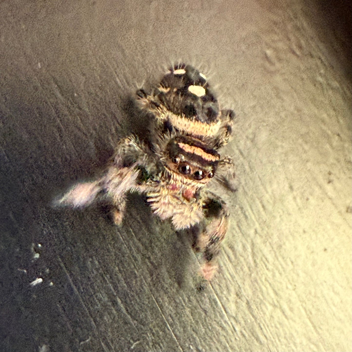 Cici
