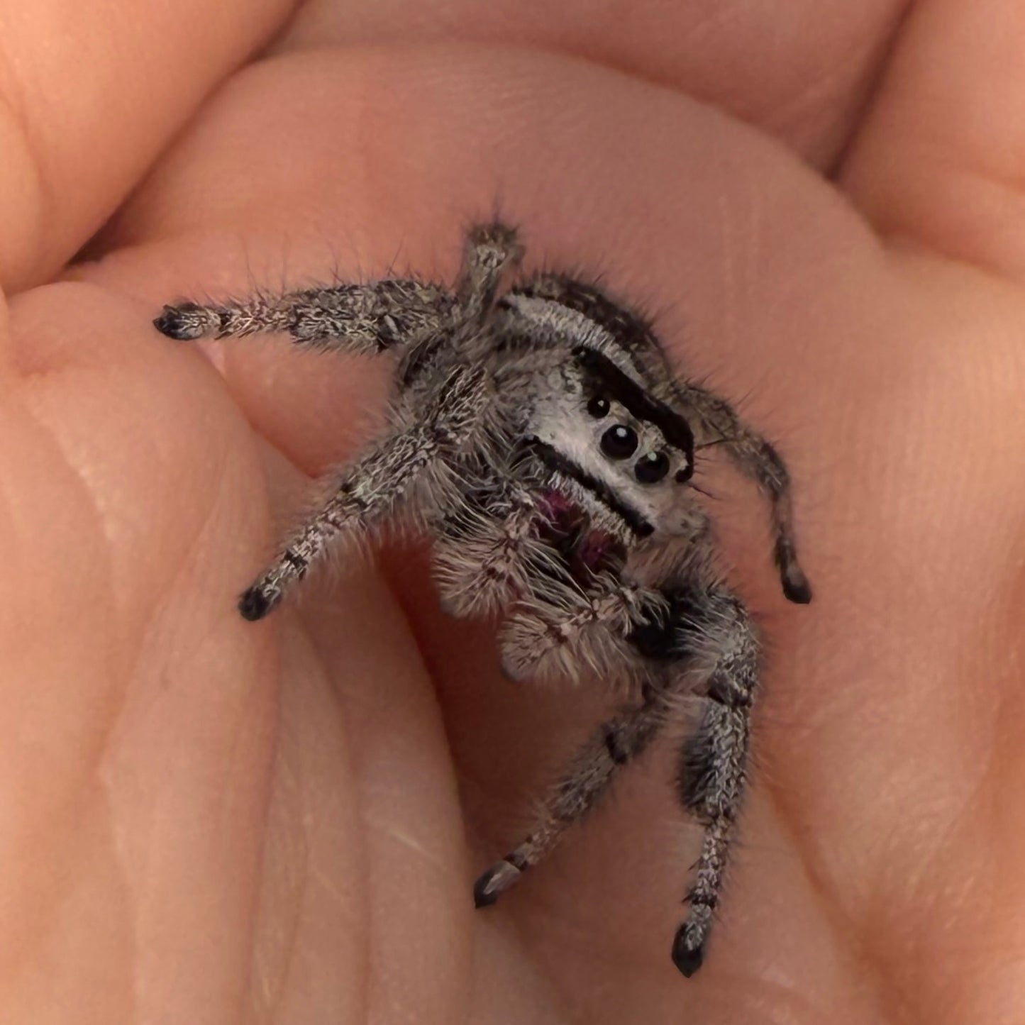 Lunaria
