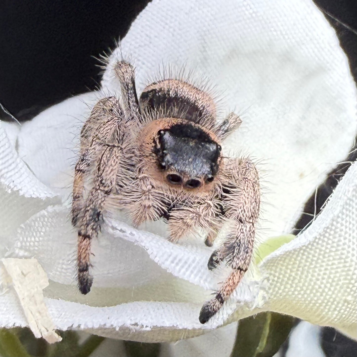 Arabella