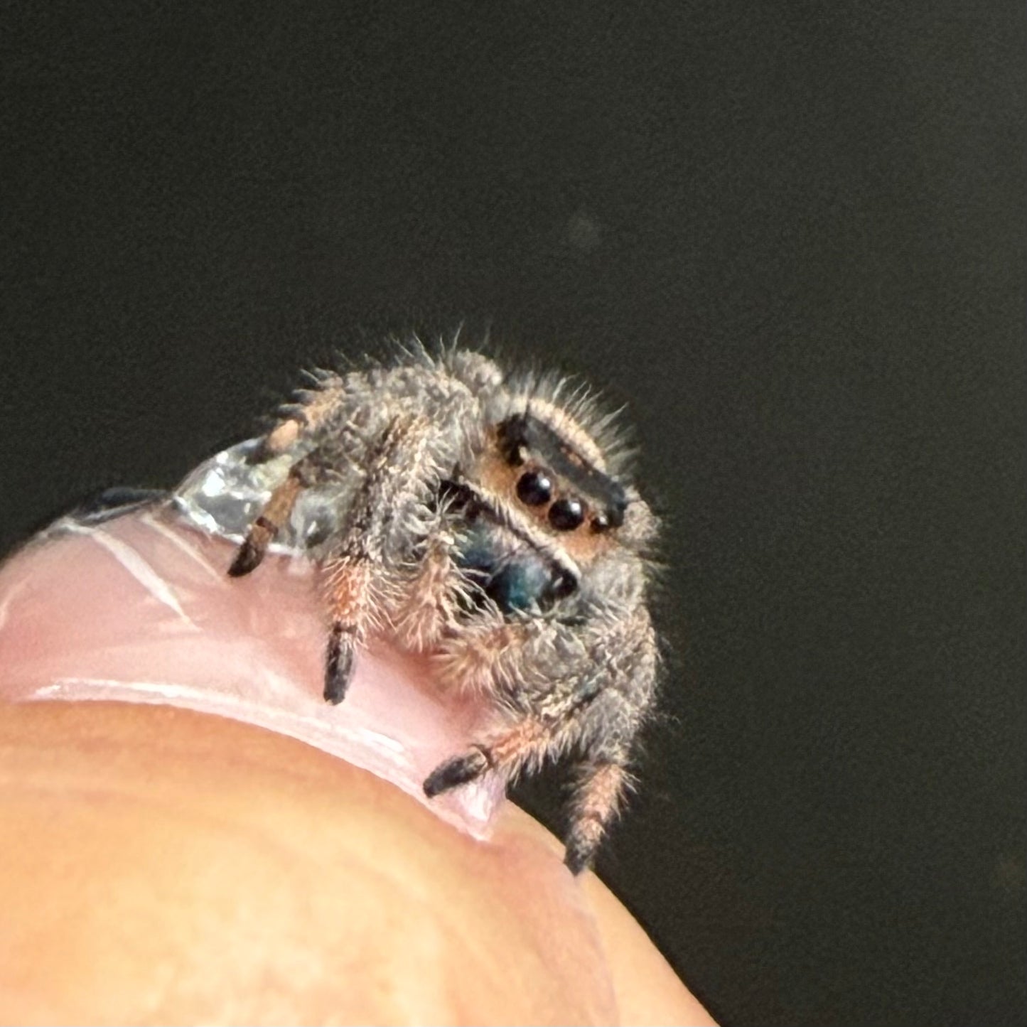 Female Regal Jumping Spider (Breeder’s pick)