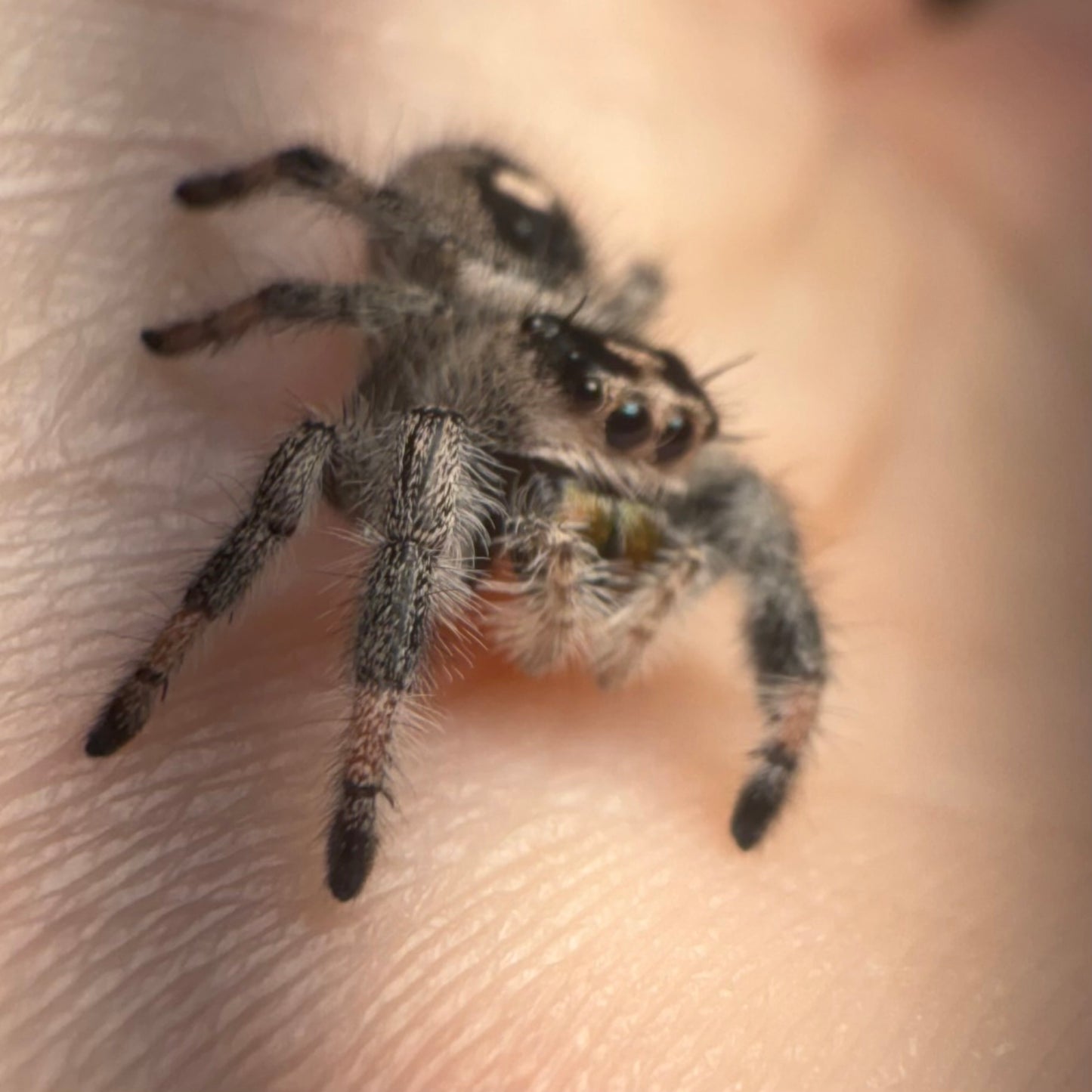 Tawny