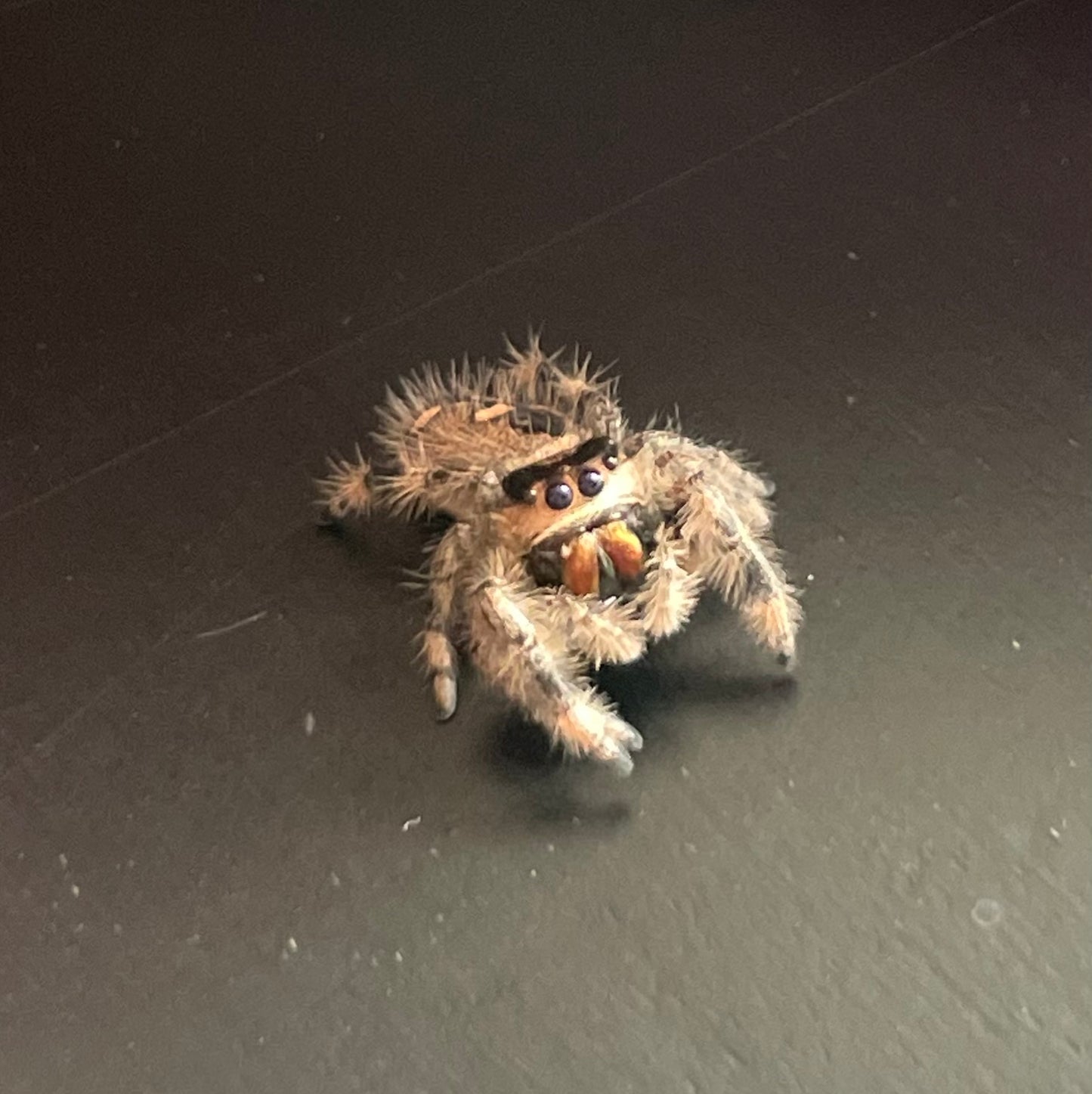 Female Regal Jumping Spider (Breeder’s pick)