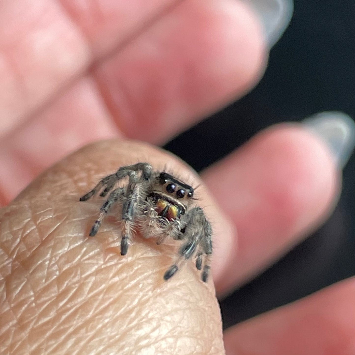 Female Regal Jumping Spider (Breeder’s pick)