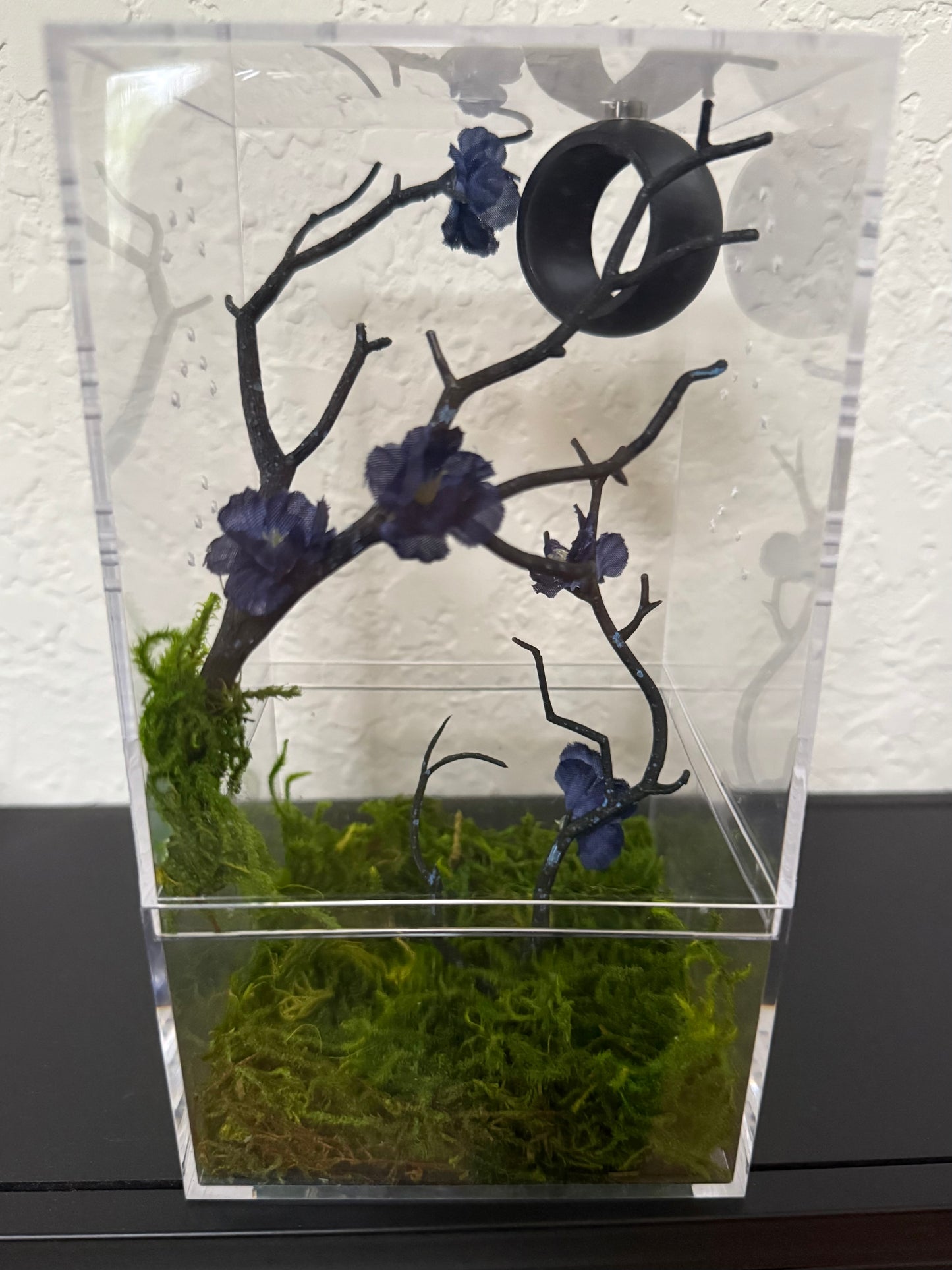 Spider Enclosure with Black branches and blue flowers