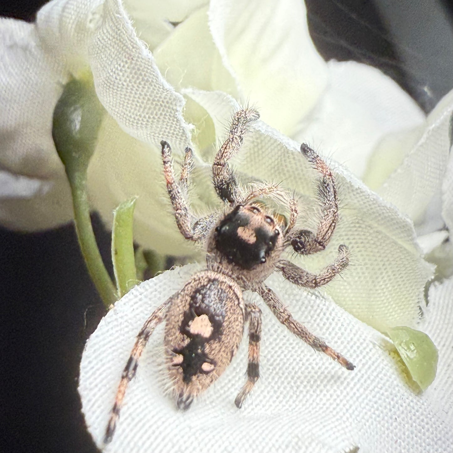 Tawny