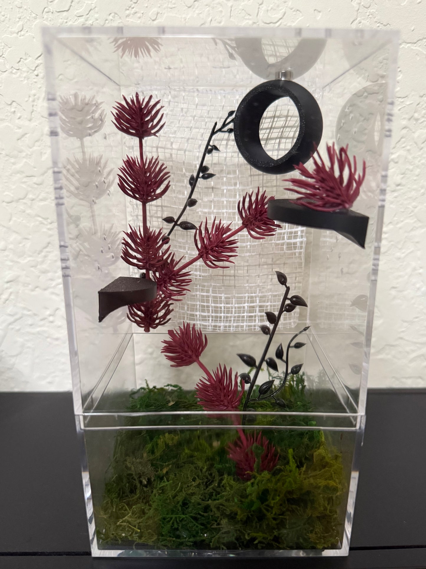 Spider Enclosure with Black, Red, and White Decor
