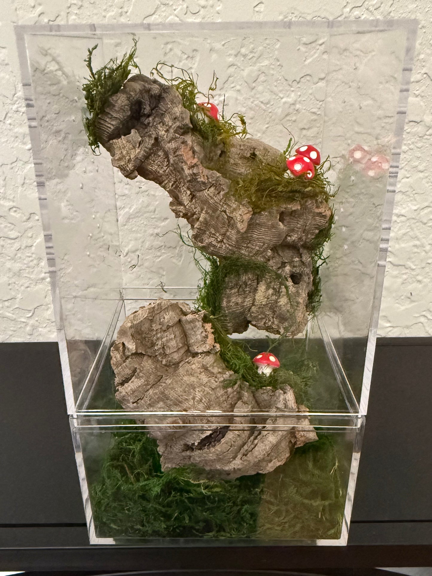 Spider Enclosure with Corkbark and Mushrooms