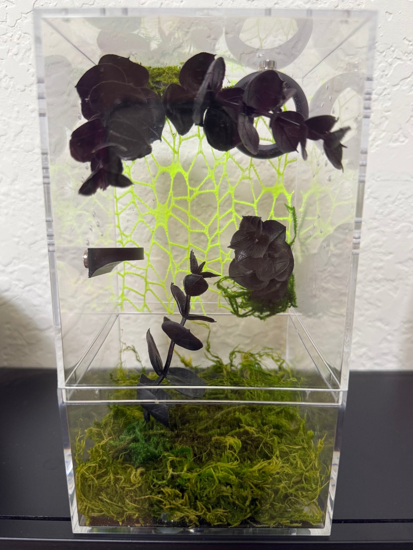 Spider Enclosure with Neon Yellow and Black Decorations