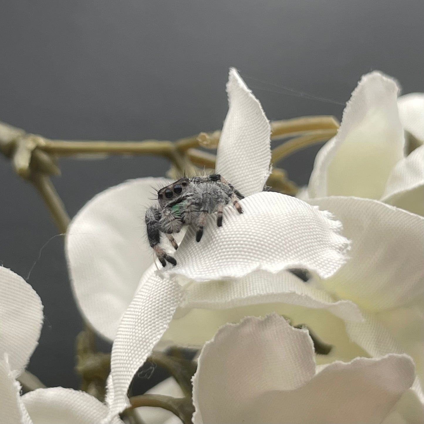 Lumi
