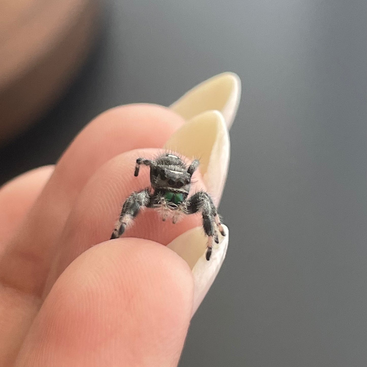 Pepper