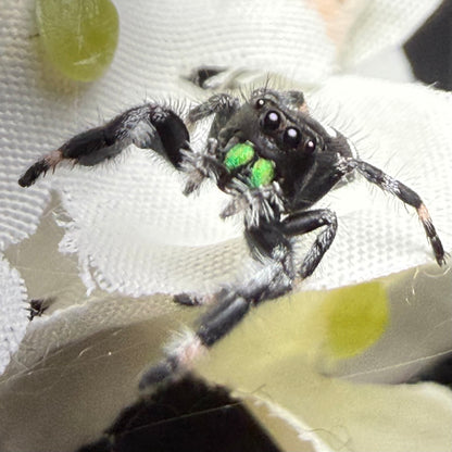 Egg