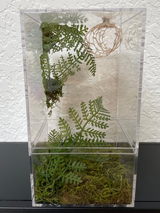 Spider Enclosure with Green Ferns