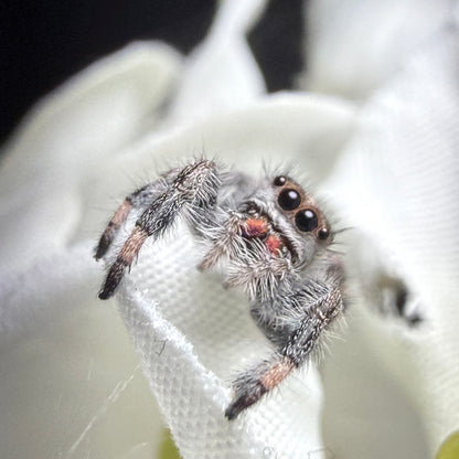 Thumbelina