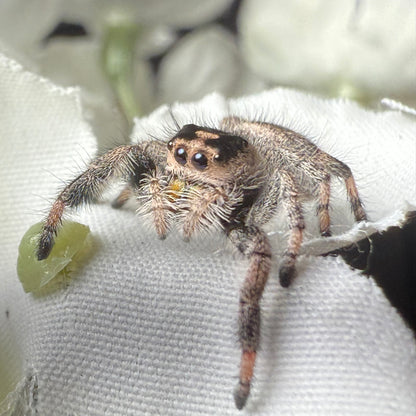 Tawny