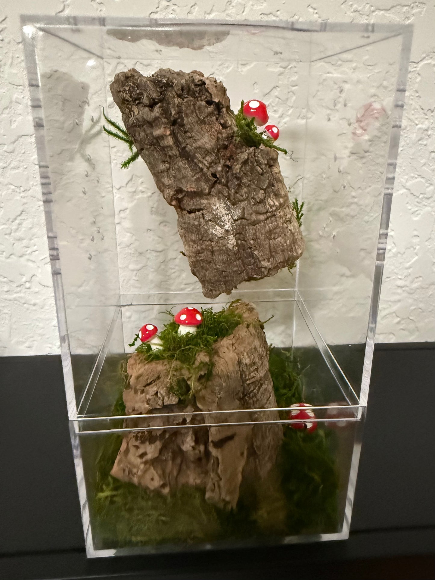 Spider Enclosure with Cork Bark and Mushrooms