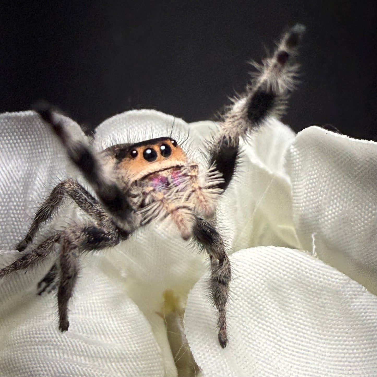Kettlecorn