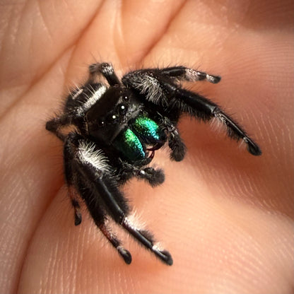 Mozart
