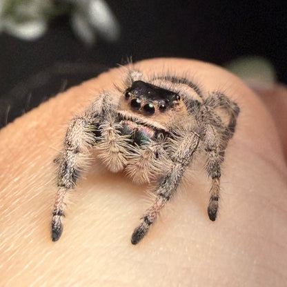 Arabella