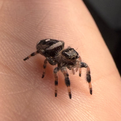 Poptart