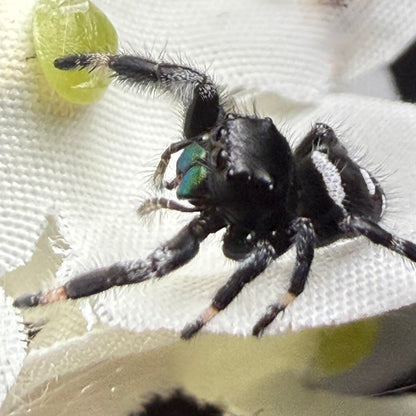 Egg