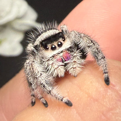 Scorpia