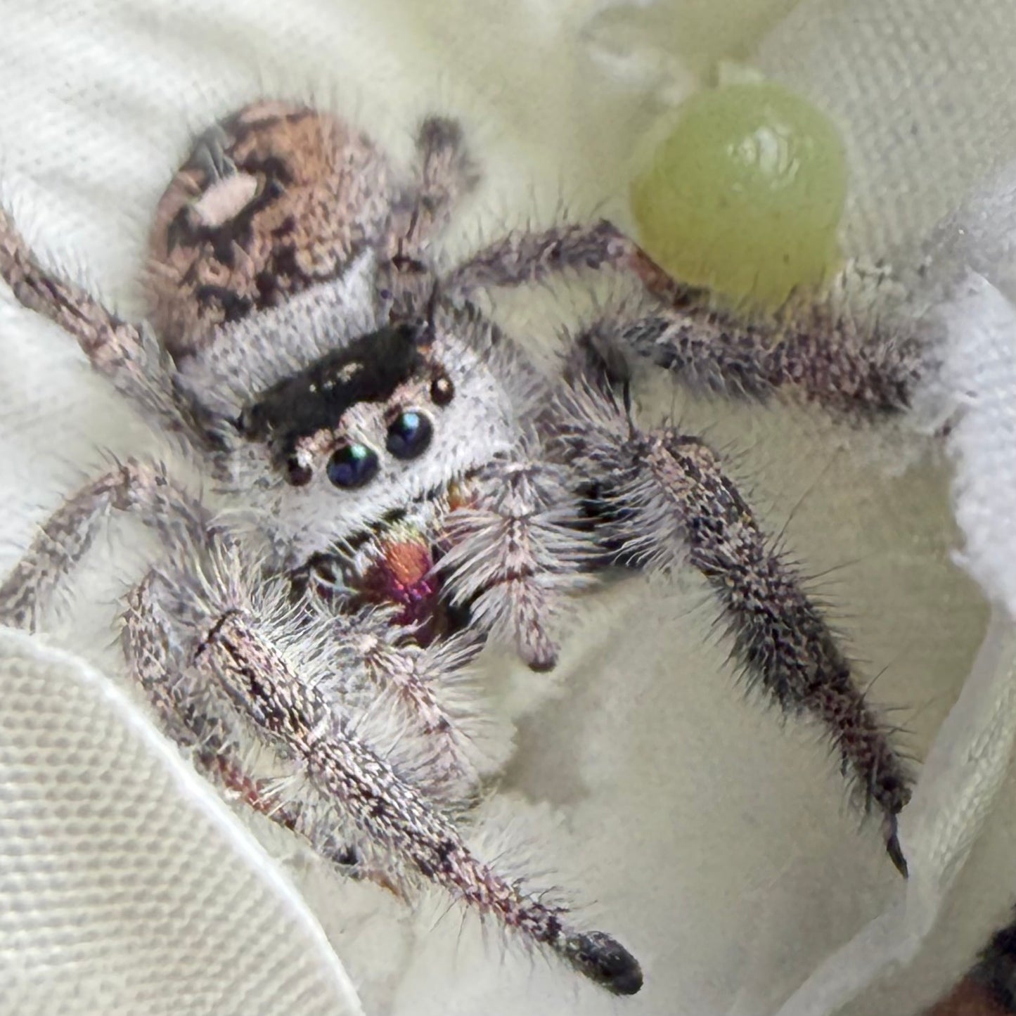 Azalea