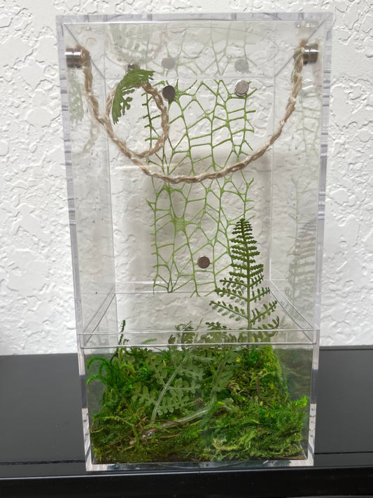 Spider Enclosure with Green Fern Jungle
