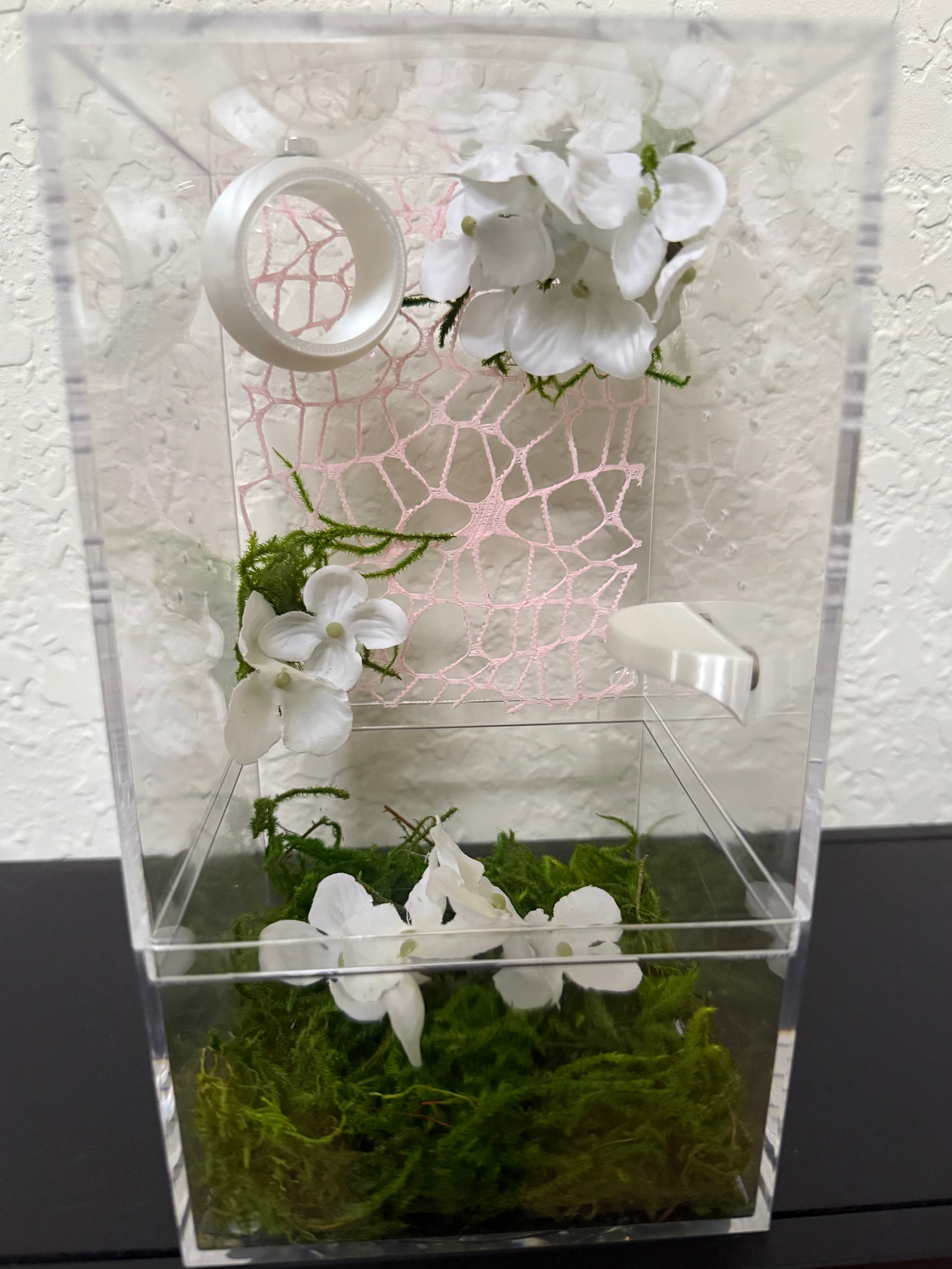 Spider Enclosure with White and Pink Theme – Adara Arachnids