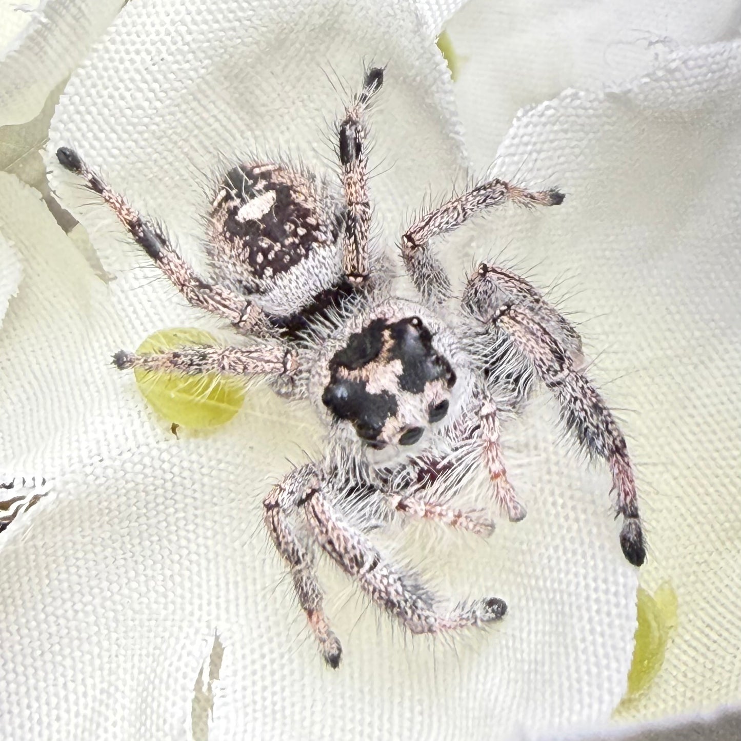 Jeanie