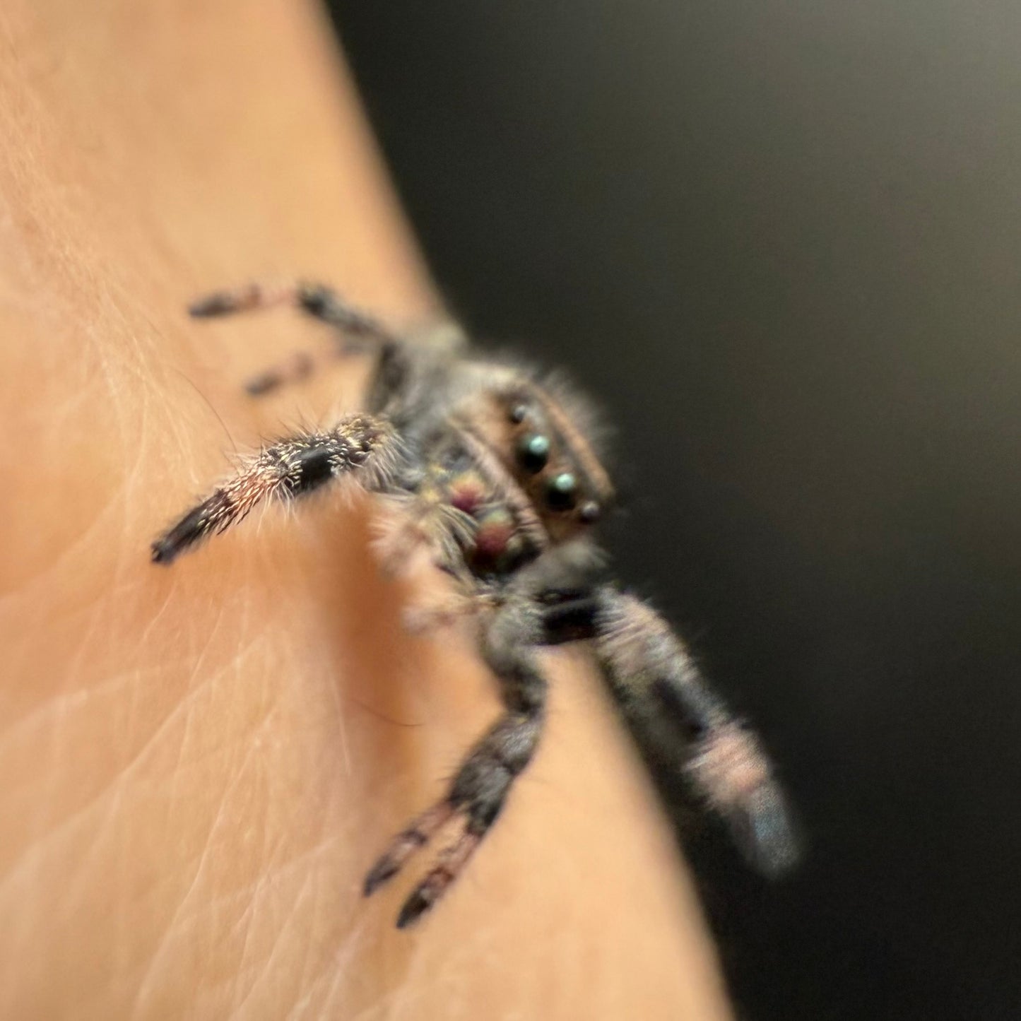 Cici