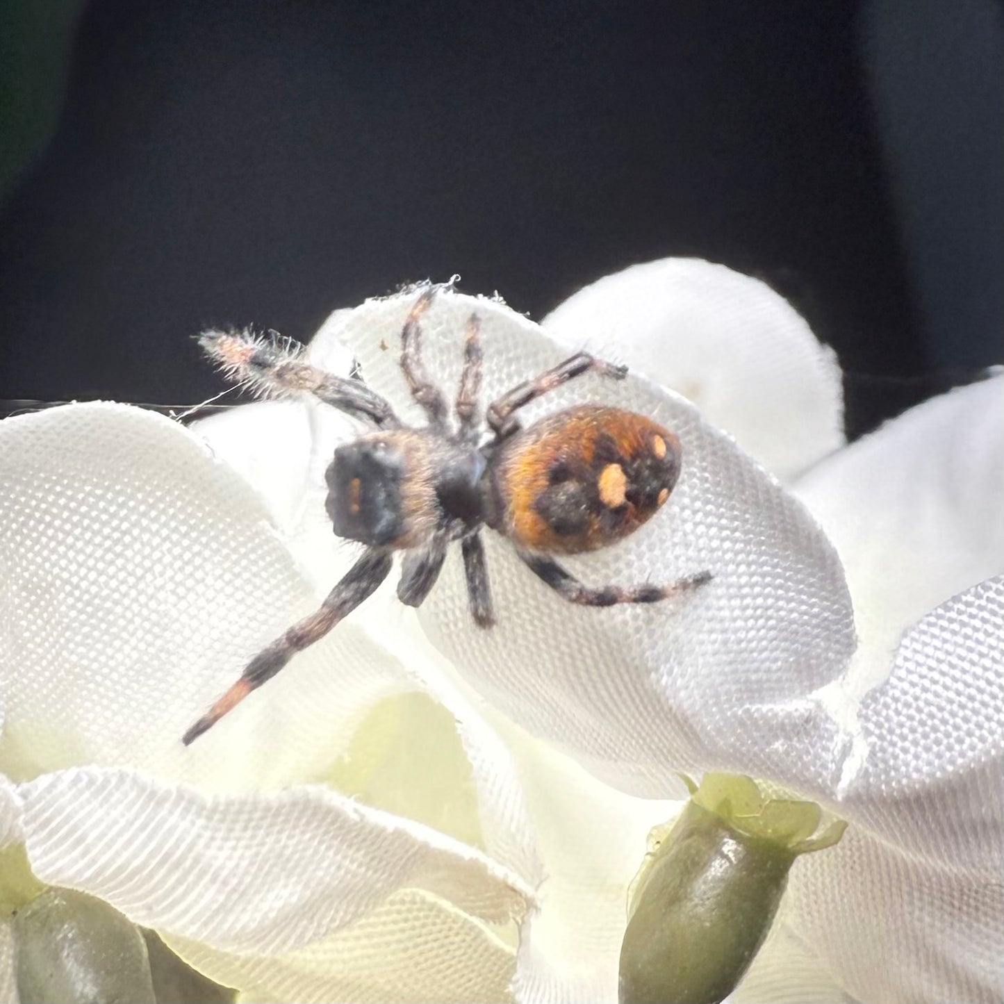 Tamala