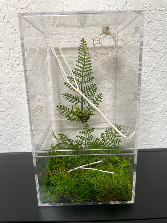 Spider Enclosure with Fern