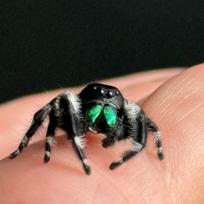 One Palp Pete