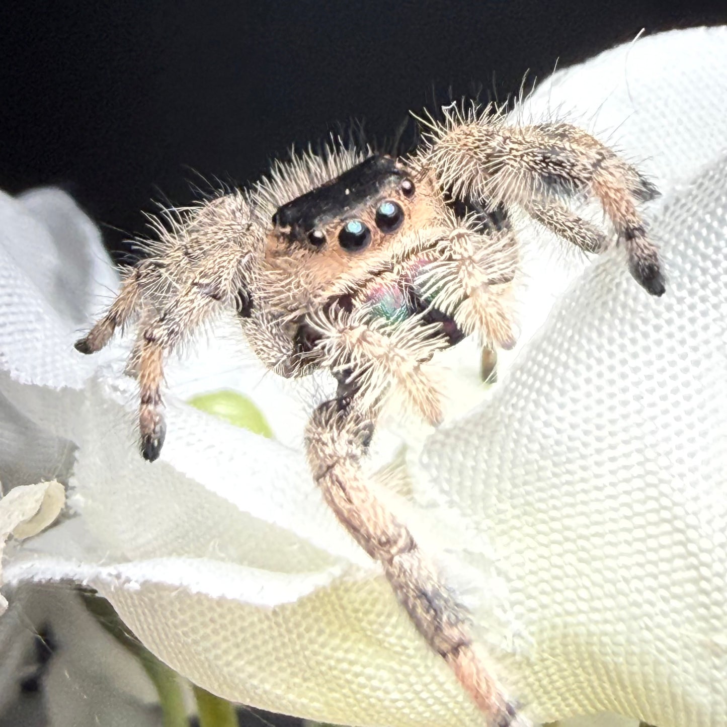 Arabella