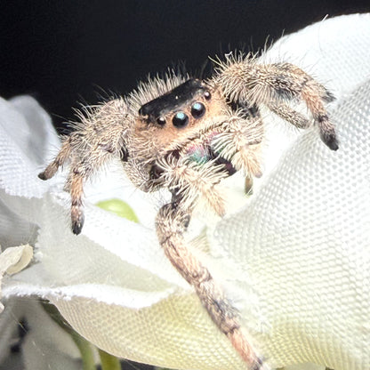 Arabella