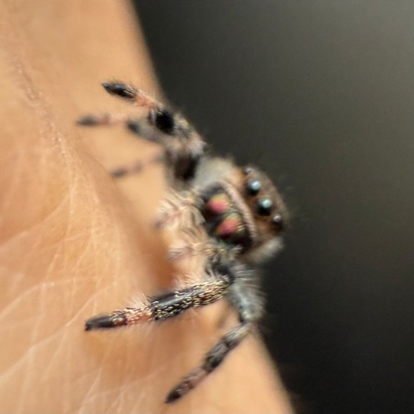 Cici