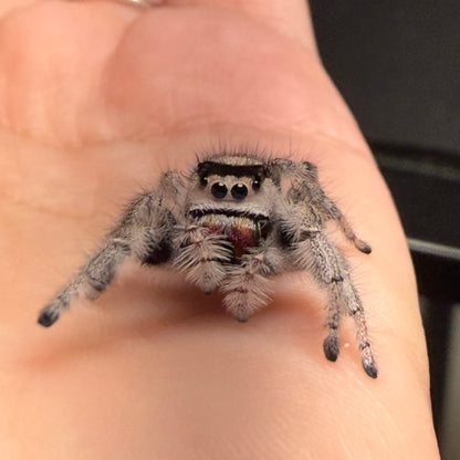 Acorn