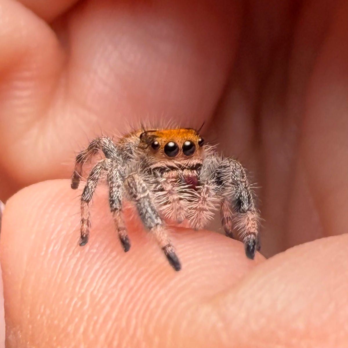 Boo Boo