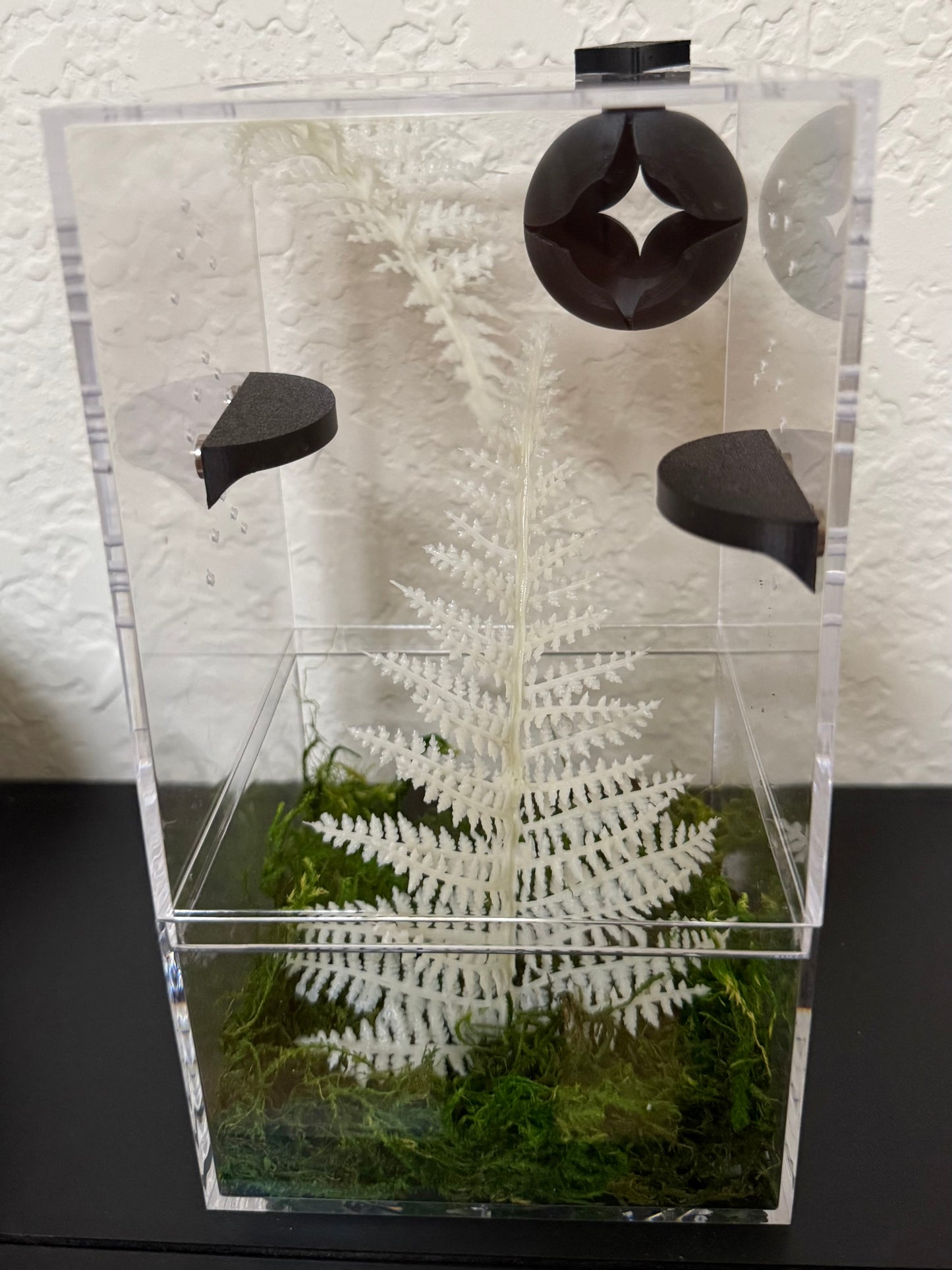 Clear acrylic jumping spider enclosure with black four point star hide