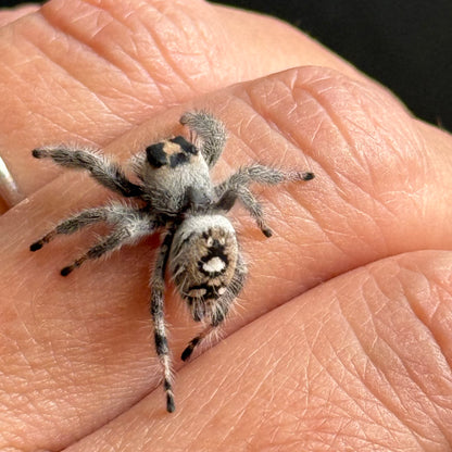 Daisy Mae