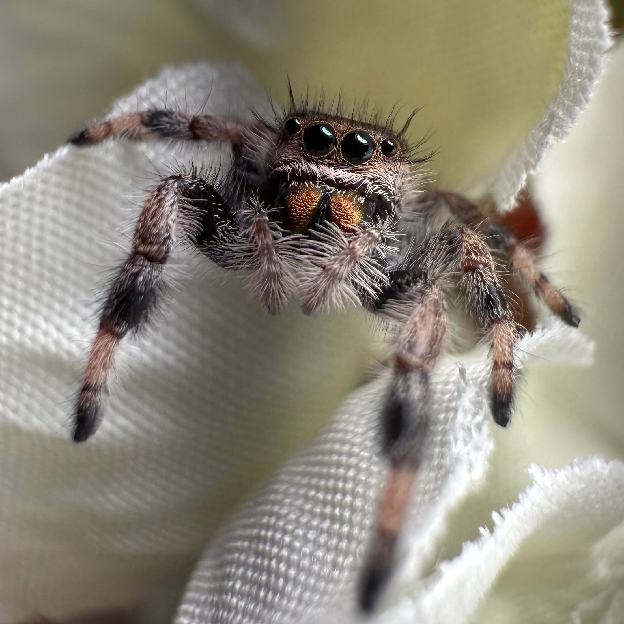 Jumping Spider For Sale Adara Arachnids jumping-spider-for-sale-adara-arachnids