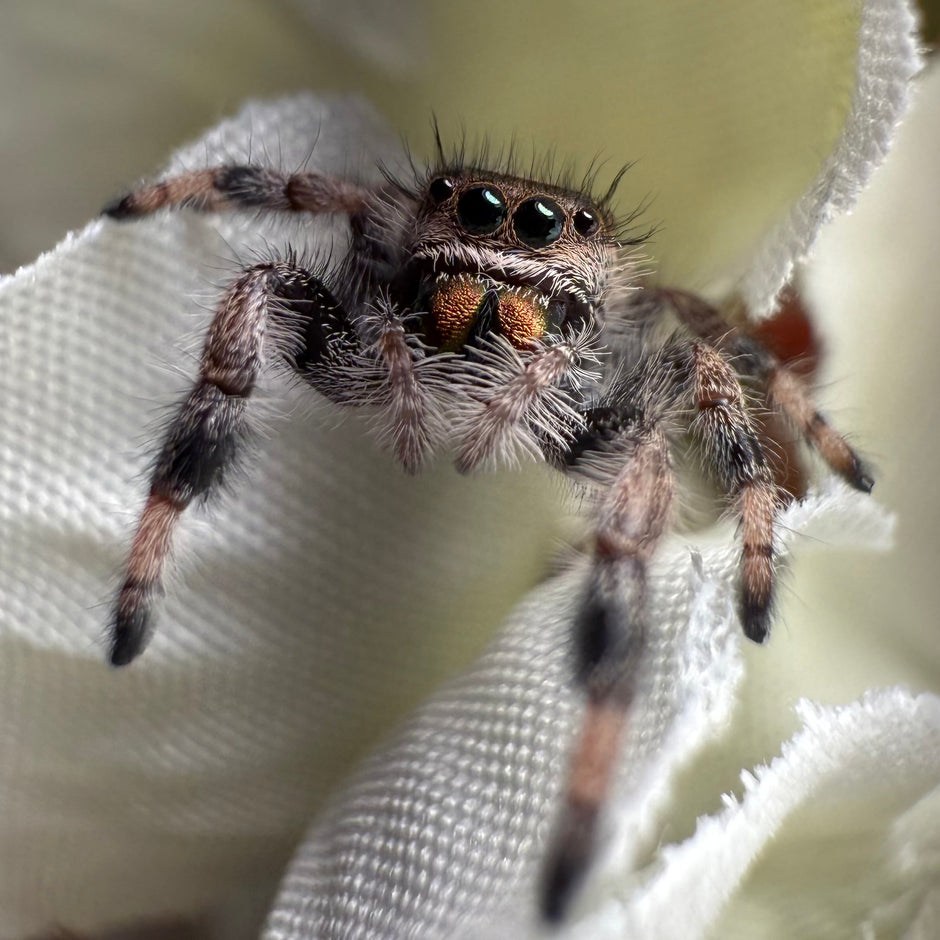 Jumping Spiders For Sale Near Me