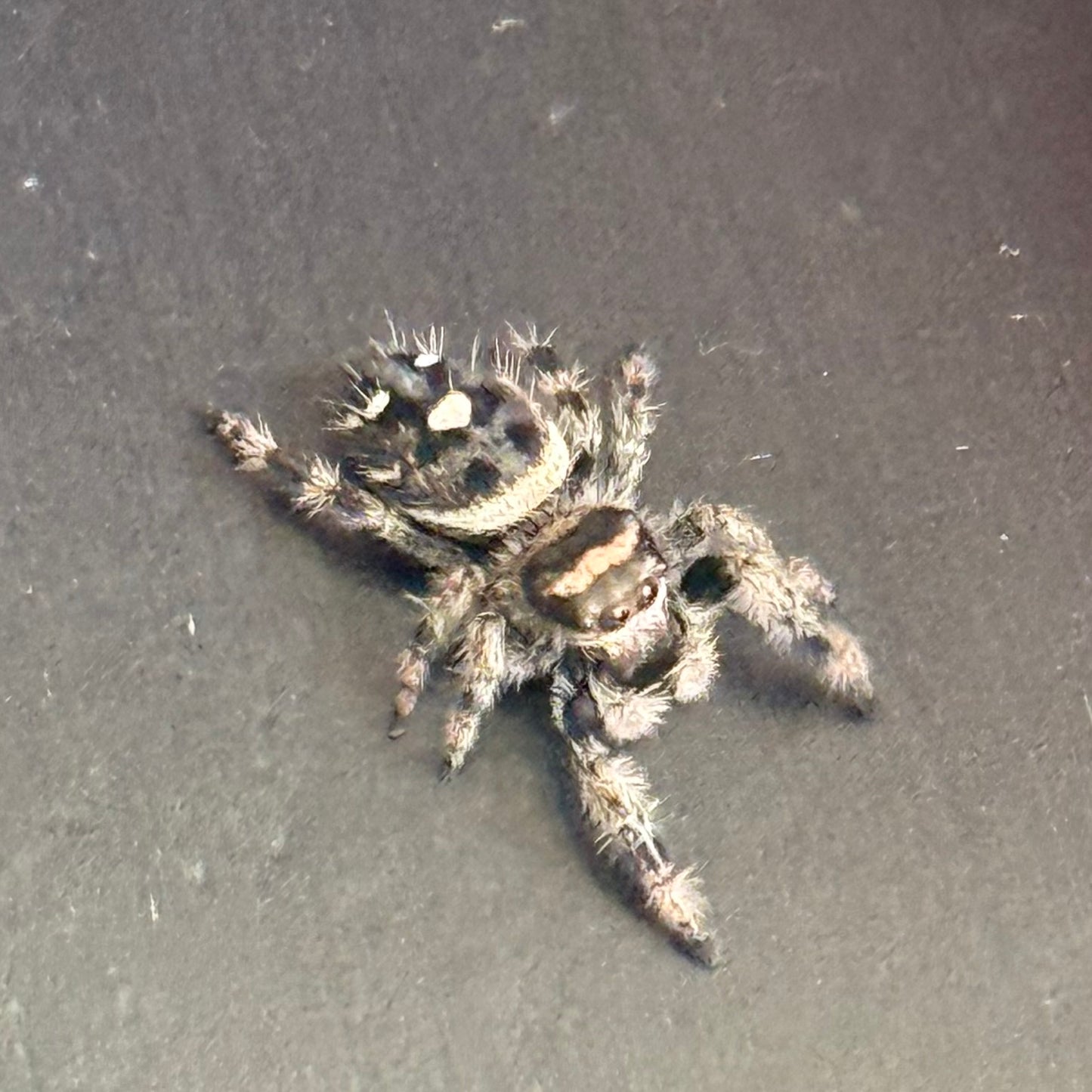 Cici