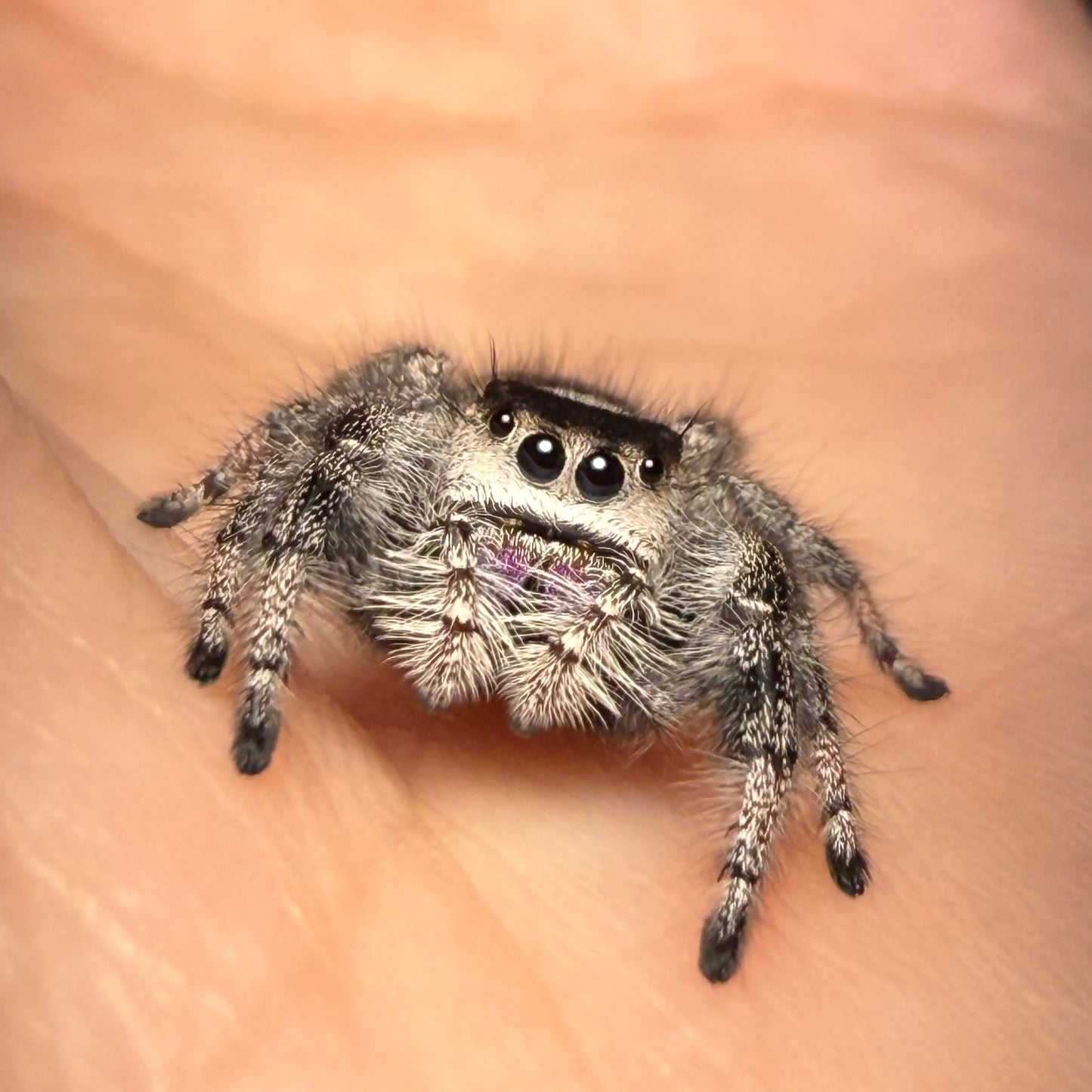 Oona