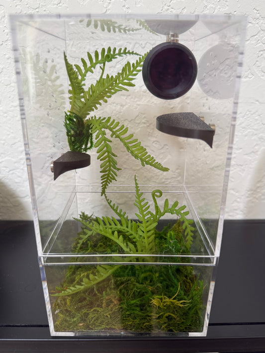 Spider Enclosure with Ferns and Black Decor