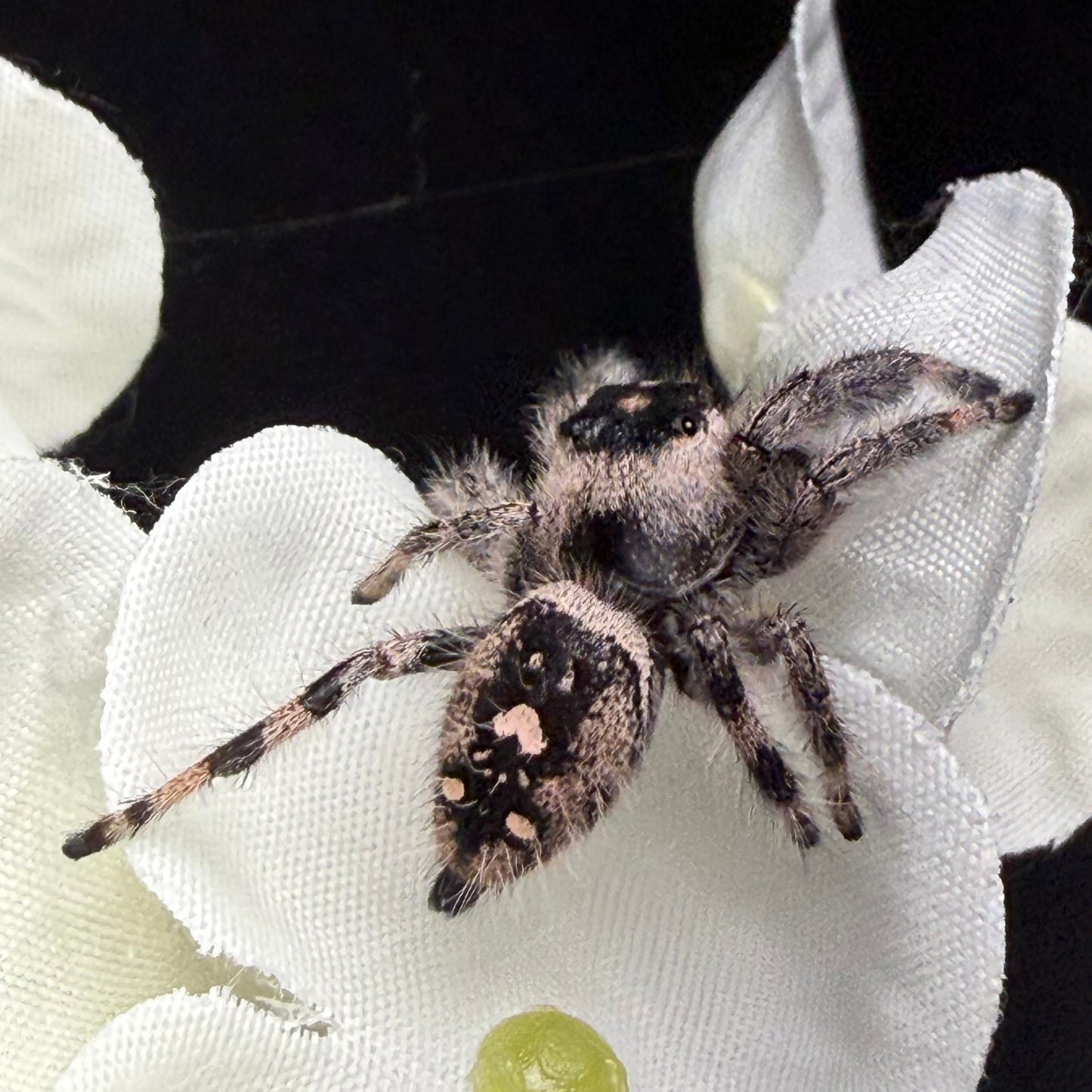 Posie