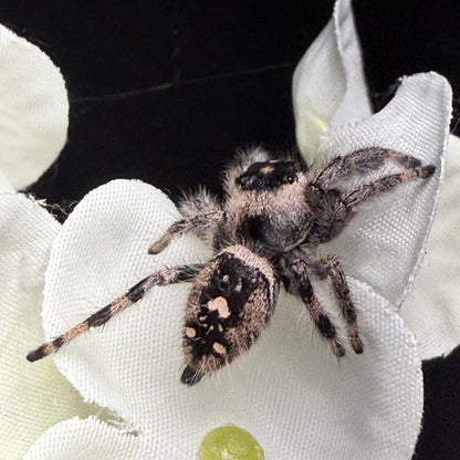 Posie